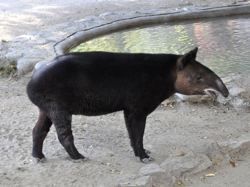 🦁 마그데부르크 동물원 (촐로기셔 가르텐 마그데부르크)